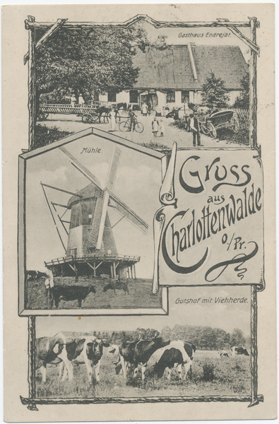 Charlottenwalde Kr. Tilsit-Ragnit, Gasthaus Endrejat, Mühle, Gutshof mit Viehherde