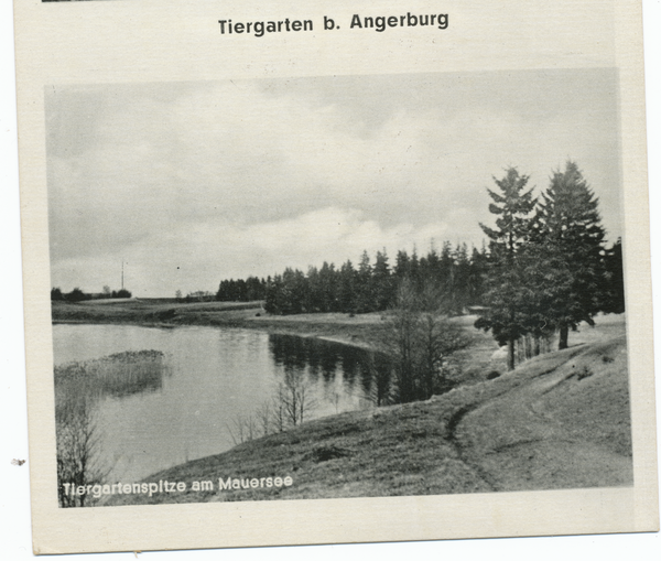 Thiergarten Kr. Angerburg, Thiergartenspitze am Mauersee