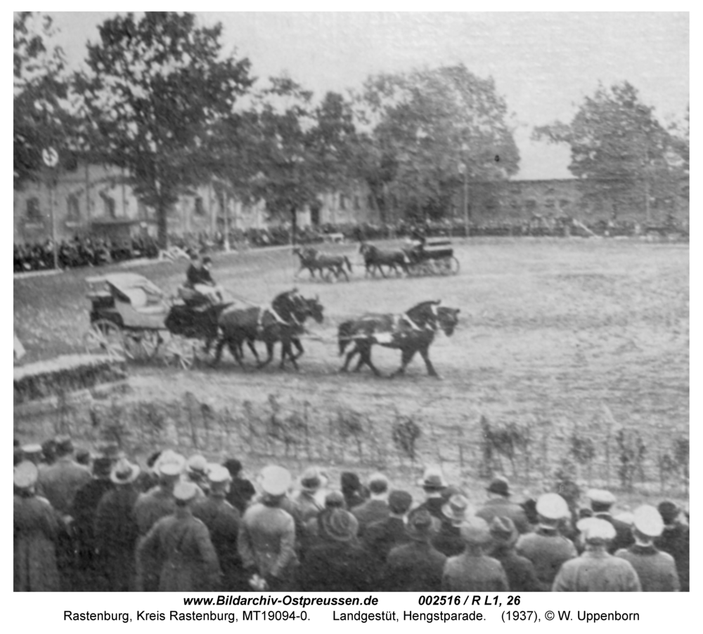 Rastenburg, Landgestüt, Hengstparade