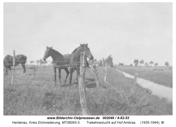 Herdenau, Trakehnerzucht auf Hof Ambras