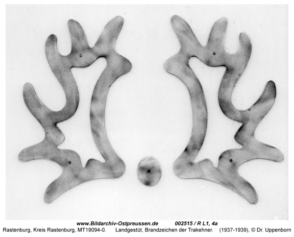 Rastenburg, Landgestüt, Brandzeichen der Trakehner