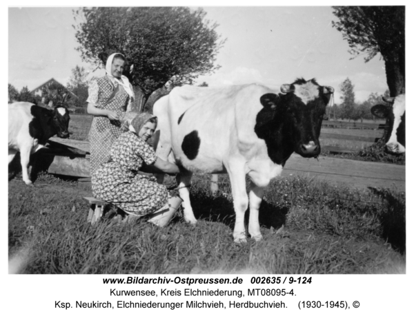 Kurwensee, Ksp. Neukirch, Elchniederunger Milchvieh, Herdbuchvieh