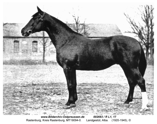 Rastenburg, Landgestüt, Alba