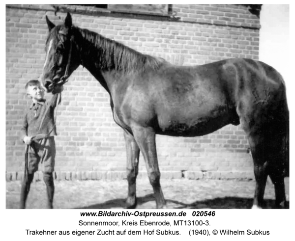 Sonnenmoor, Trakehner aus eigener Zucht auf dem Hof Subkus