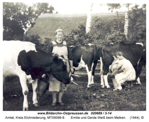 Amtal, Emilie und Gerda Weiß beim Melken