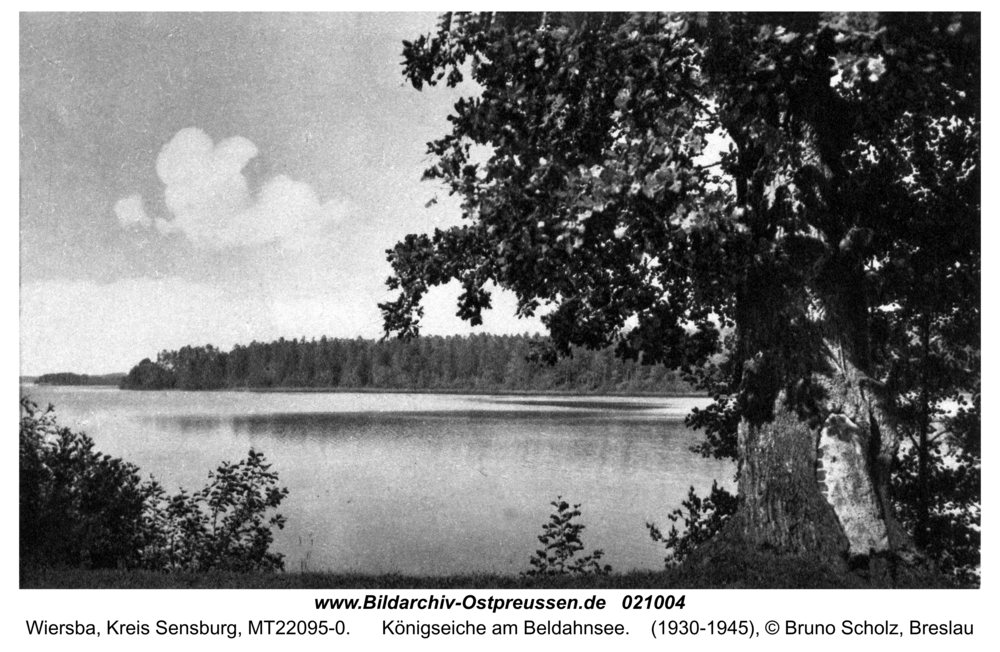 Wiersba, Königseiche am Beldahnsee