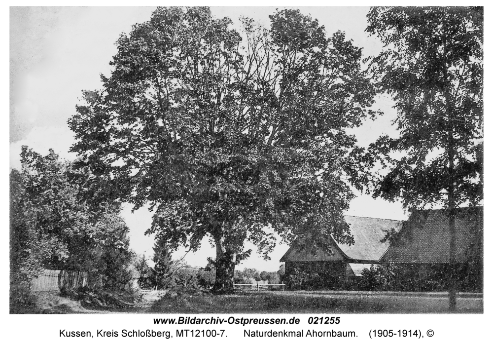 Kussen, Naturdenkmal Ahornbaum