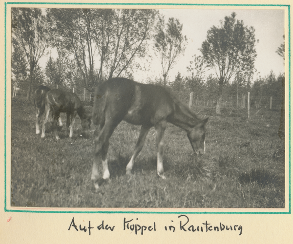 Rautenburg, Auf der Koppel