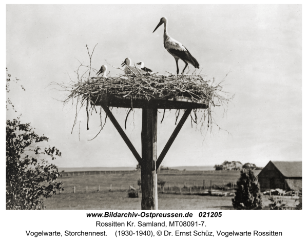 Rossitten Kr. Samland, Vogelwarte, Storchennest