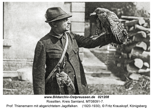 Rossitten Kr. Samland, Prof. Thienemann mit abgerichtetem Jagdfalken