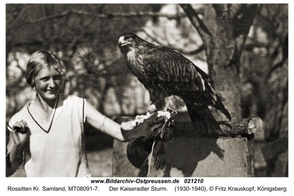 Rossitten Kr. Samland, Der Kaiseradler Sturm