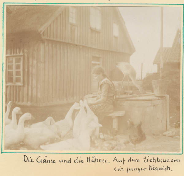 Kurisches Haff, In einem Fischerdorf Gänse, Hühner und auf dem Ziehbrunnen ein Junger Kranich