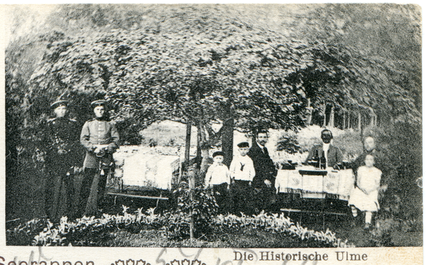 Seerappen, Die Historische Ulme