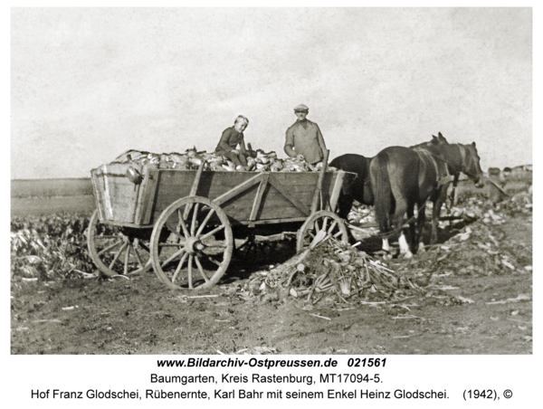 Baumgarten Kr. Rastenburg, Hof Franz Glodschei, Rübenernte, Karl Bahr mit seinem Enkel Heinz Glodschei