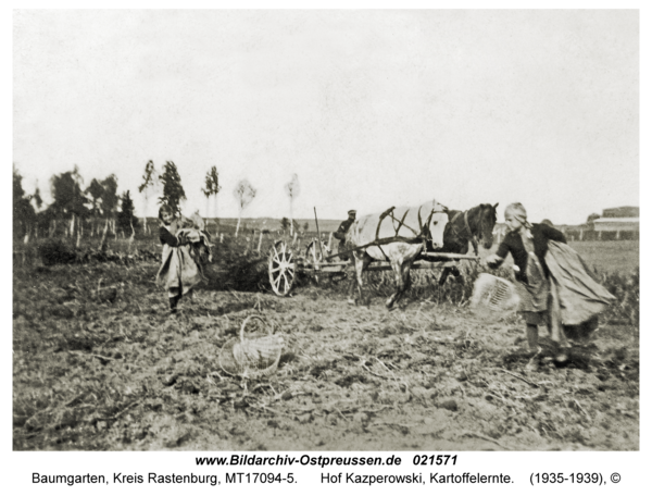 Baumgarten Kr. Rastenburg, Hof Kazperowski, Kartoffelernte