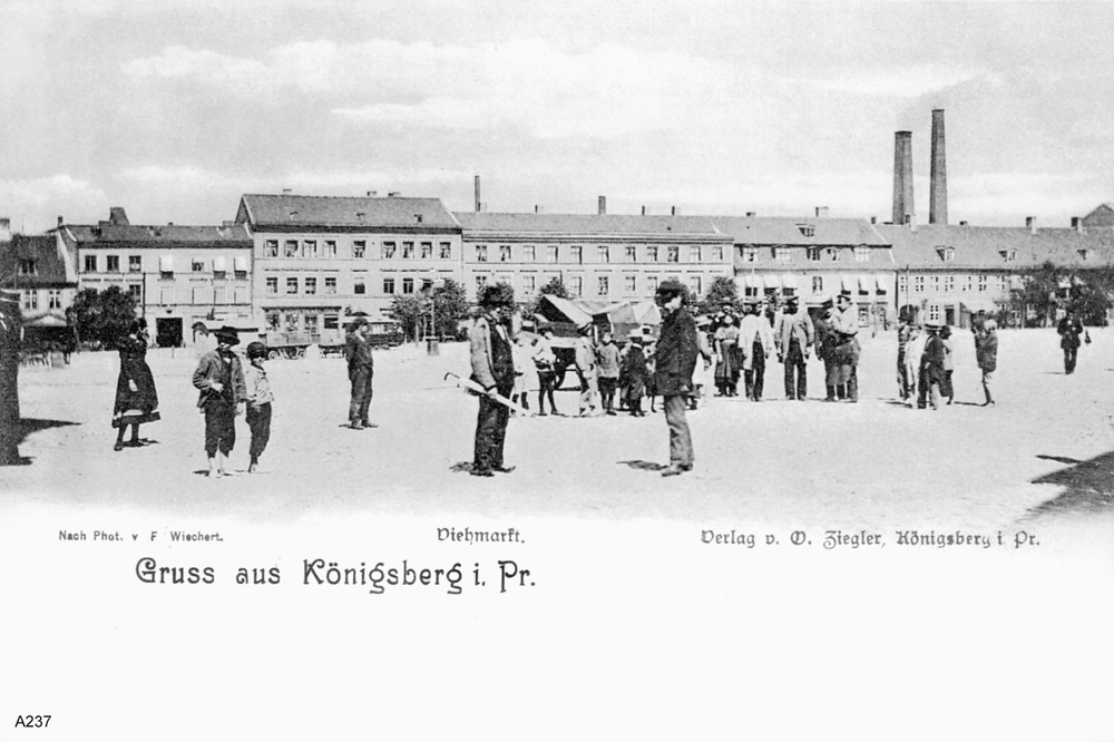 Königsberg, Viehmarkt