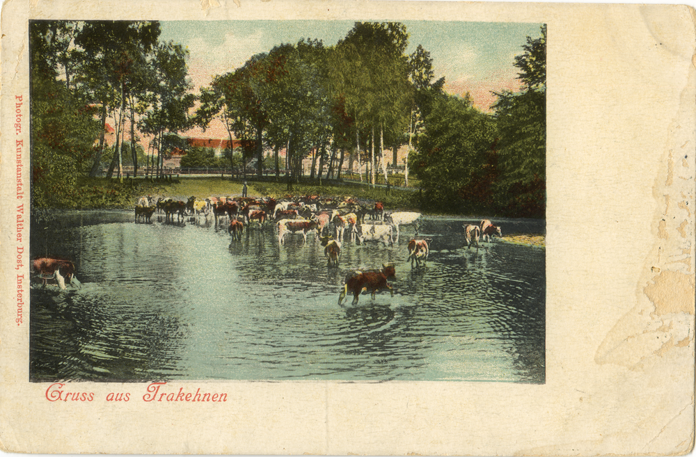 Trakehnen, Kühe im Teich