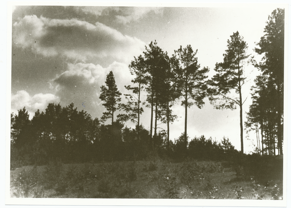 Ostpreußen, Wald, wo?