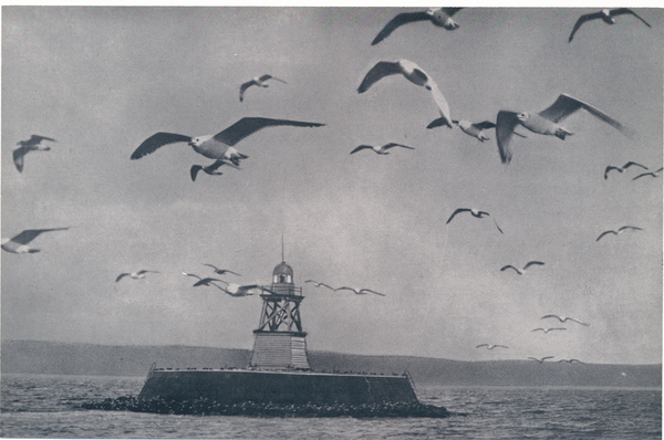 Kahlberg-Liep, Möwen am Leuchtfeuer auf dem Frischen Haff