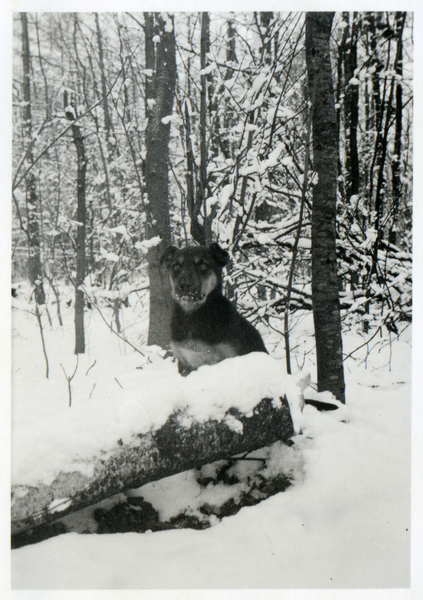 Lablacken Kr. Labiau, Lagerhund Woelfchen