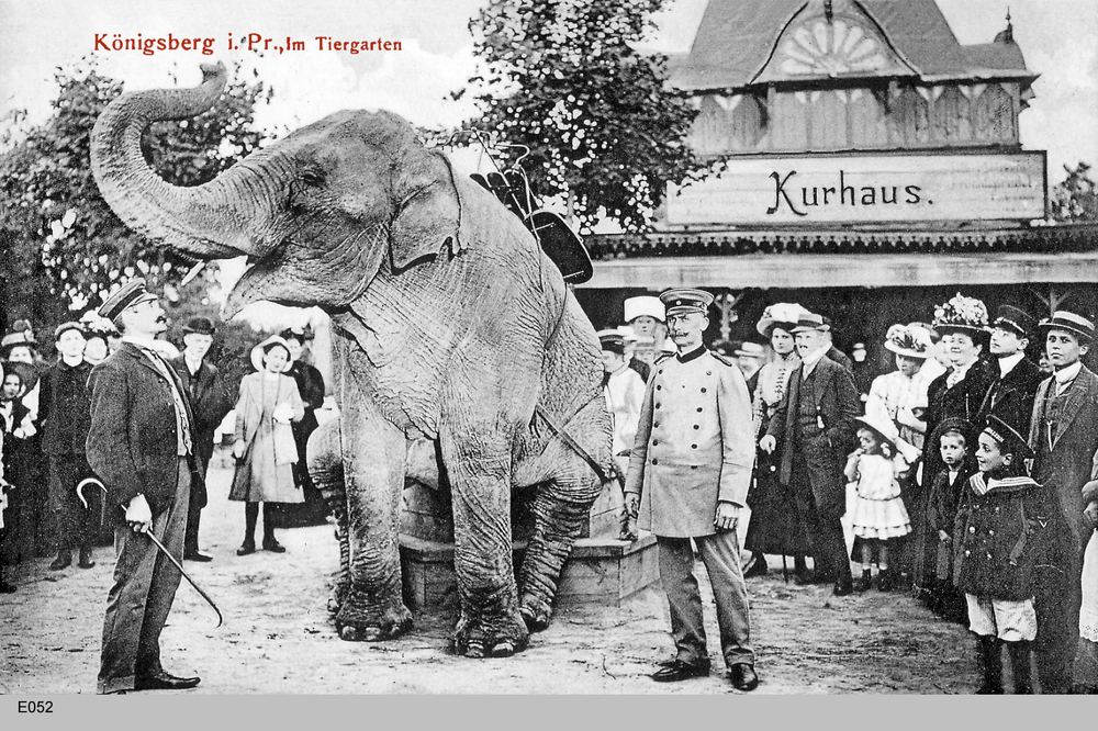 Königsberg, Tiergarten Elefant