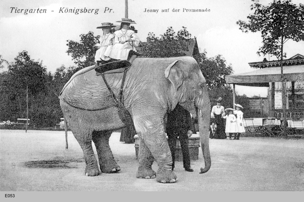 Königsberg, Tiergarten mit Elefant