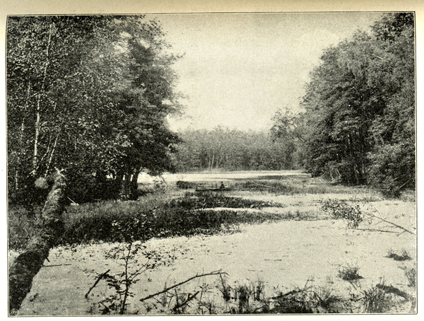 Großer Guschiener See, Blick über den See bei Guszianka