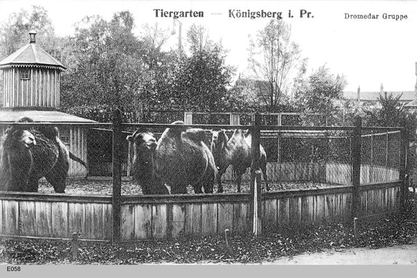 Königsberg, Dromedare im Tiergarten