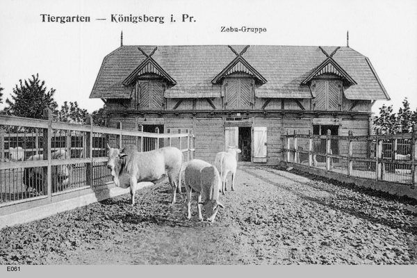 Königsberg, Zebus im Tiergarten