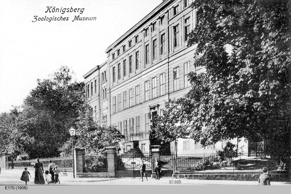 Königsberg, Zoologisches Museum