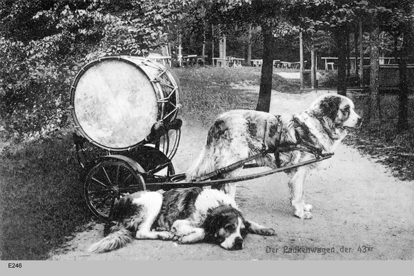 Königsberg, Paukenhunde der 43er