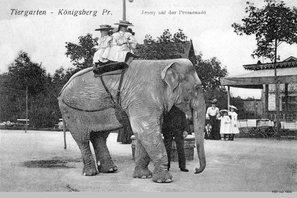 Königsberg, Tiergarten und Elefant Jenny