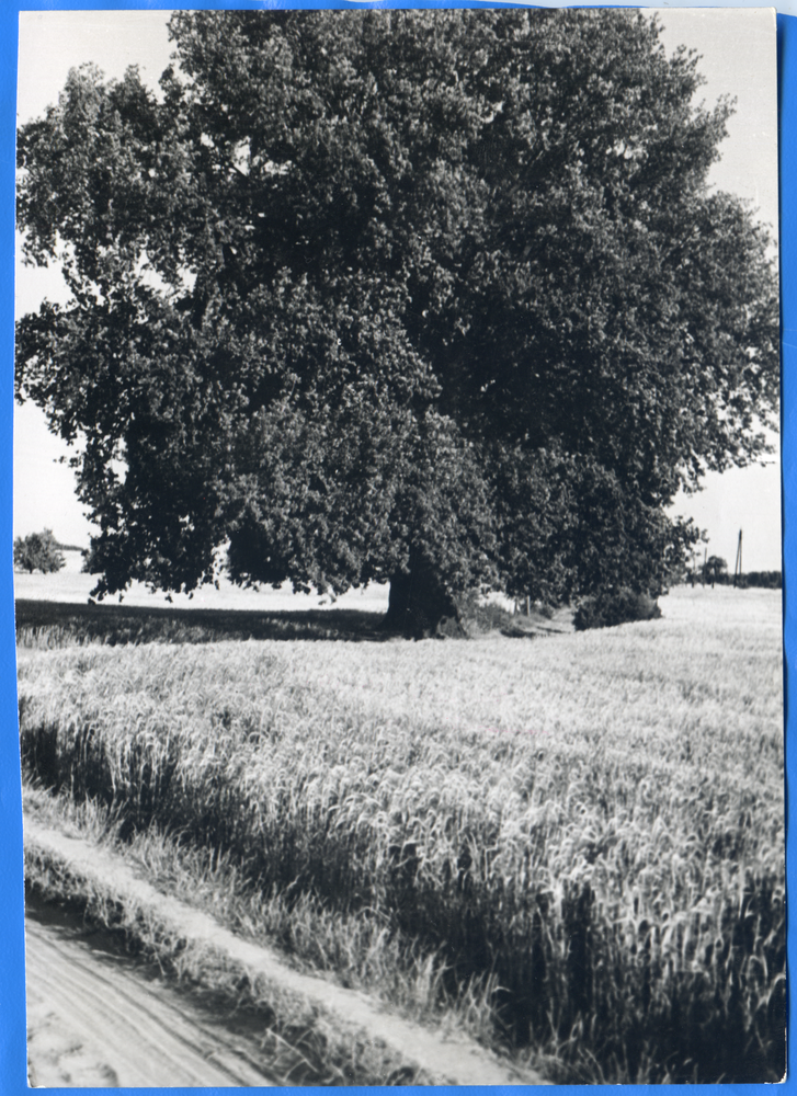 Ostpreußische Landschaft, Alter Lindenbaum