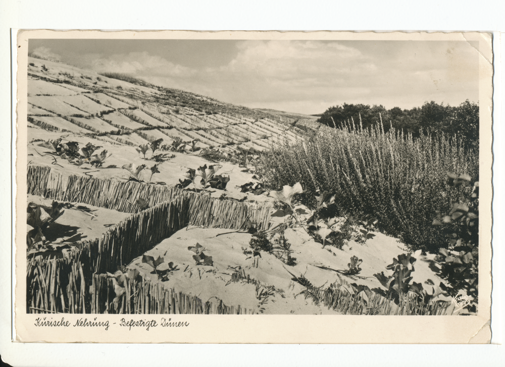 Kurische Nehrung, Befestigte Dünen