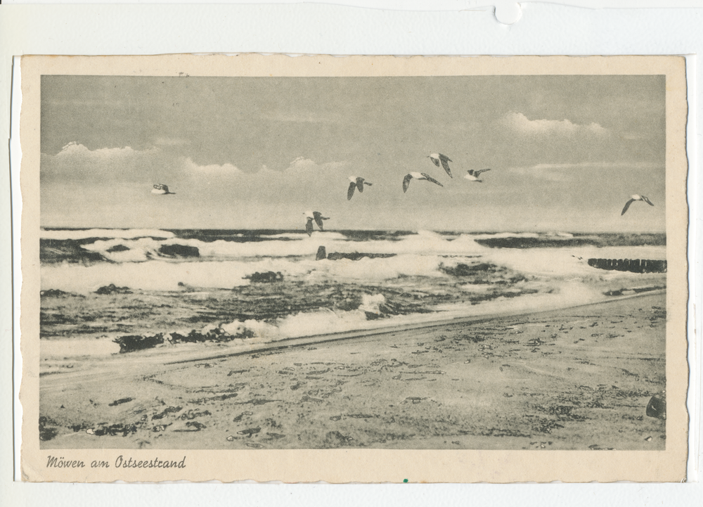 Kurische Nehrung, Möwen am Ostseestrand