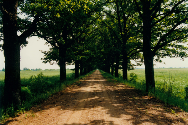 Wilhelmsheide, Allee in der Nähe von Kreuzingen 1997