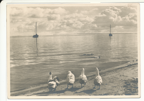 Kurische Nehrung, Am Haffstrand