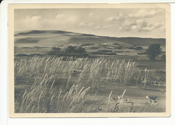 Rossitten Kr. Samland, Wanderdünen