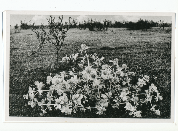 Rossitten Kr. Samland, Stranddistel