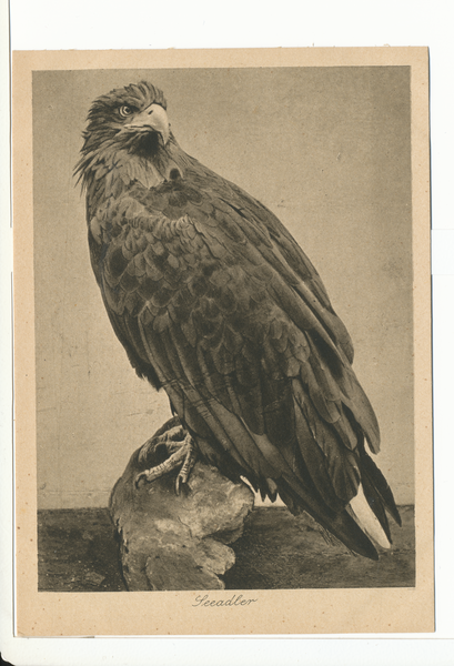 Rossitten Kr. Samland, Vogelwarte, Seeadler