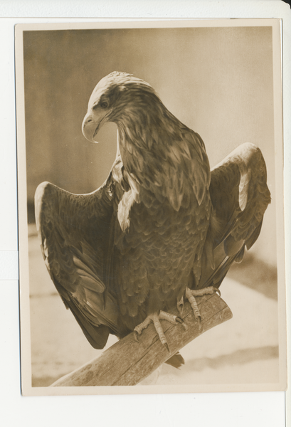 Rossitten Kr. Samland, Vogelwarte, Achtjähriger Seeadler im Gehege, sich sonnend