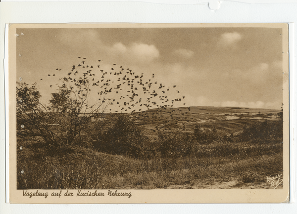 Kurische Nehrung, Vogelzug auf der Kurischen Nehrung