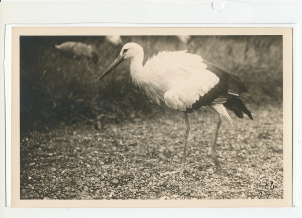 Kurische Nehrung, Storch