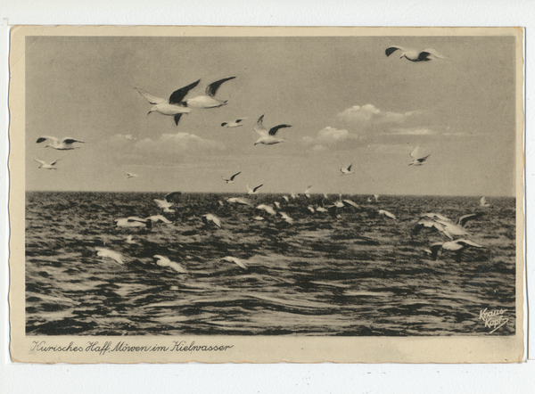 Kurisches Haff, Möwen im Kielwasser