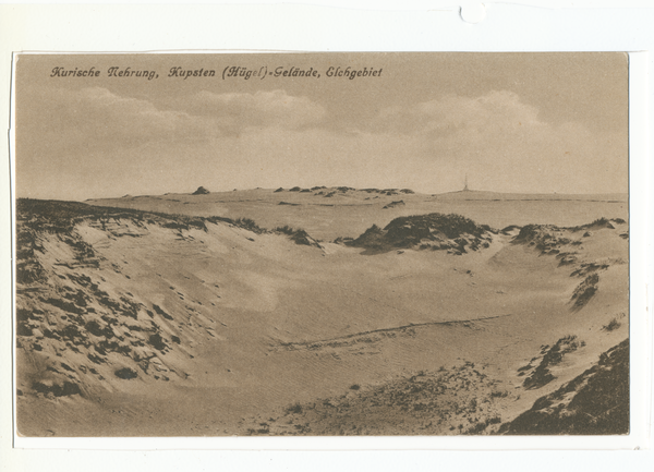 Kurische Nehrung, Kupsten (durch Vegetation fixierte Sandhügel), Elchgebiet