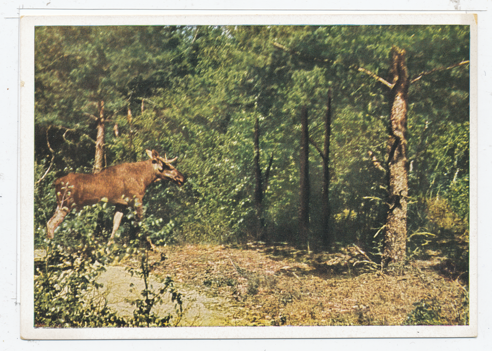 Kurische Nehrung, Elch