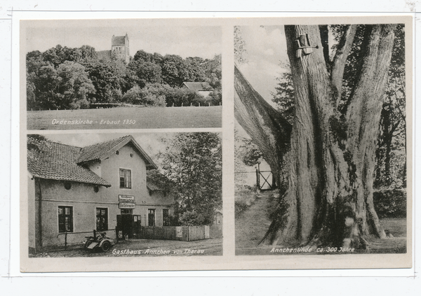 Tharau, Kr. Preußisch Eylau, Ordenskirche, Ännchenlinde, Gasthaus