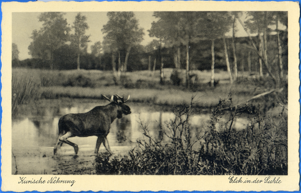 Kurische Nehrung, Elch in der Suhle