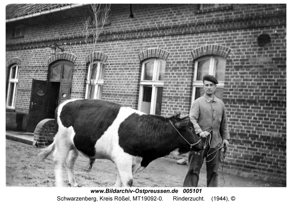 Schwarzenberg, Rinderzucht