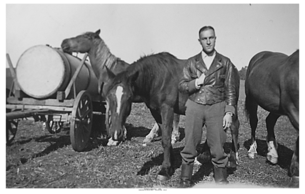 Schwarzenberg, Pferde auf der Weide